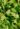 hojas cilantro