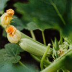 calabaza