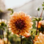 Dalia