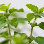 Oregano