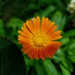 calendula
